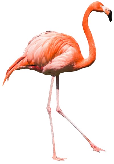 フラミンゴの写真