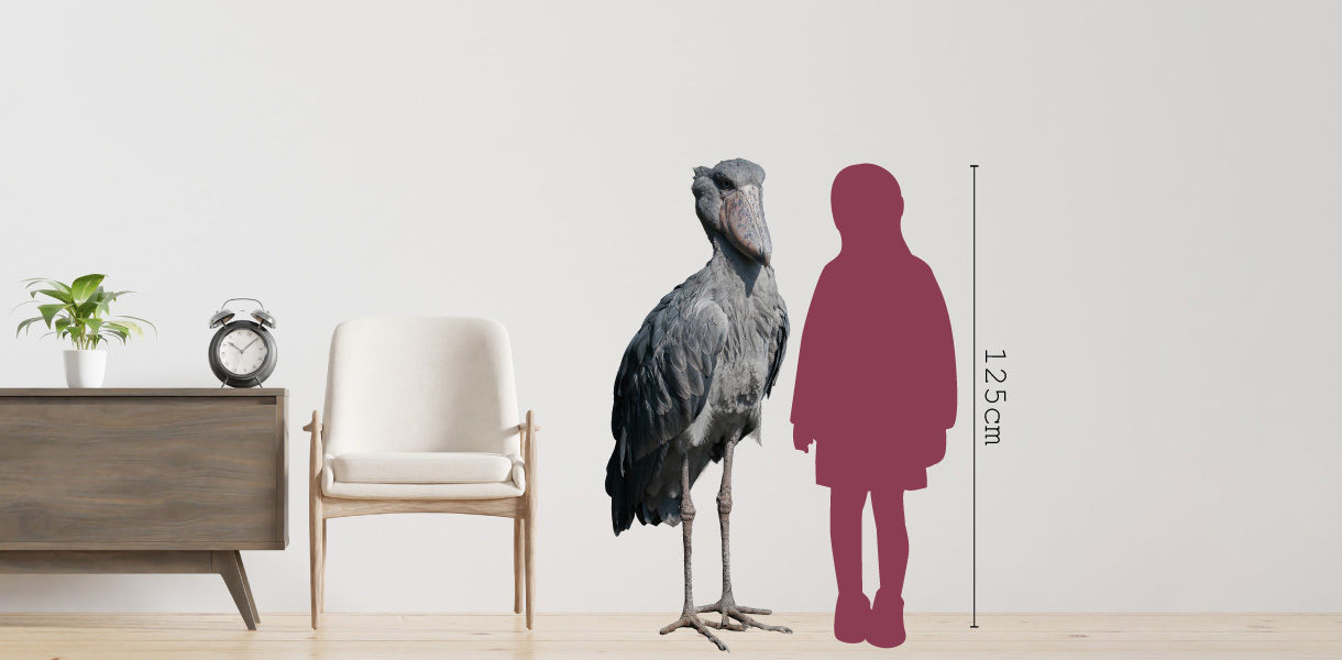 ハシビロコウと125cmの女児サイズ比較イメージ画像